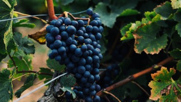 grapes_berries_bunch_vine_119202_3840x2160