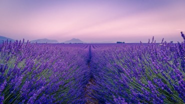 lavender_field_flowers_186857_3840x2160