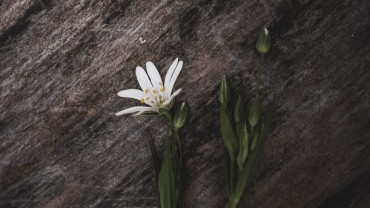 stellaria_flower_petals_187929_3840x2160