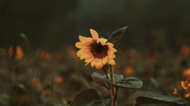 sunflower_flower_bloom_190235_3840x2160