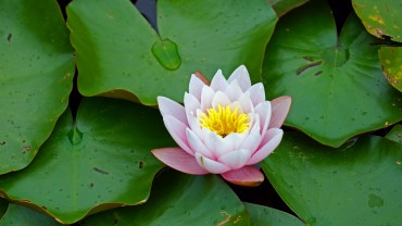 water_lily_flower_leaves_187362_3840x2160